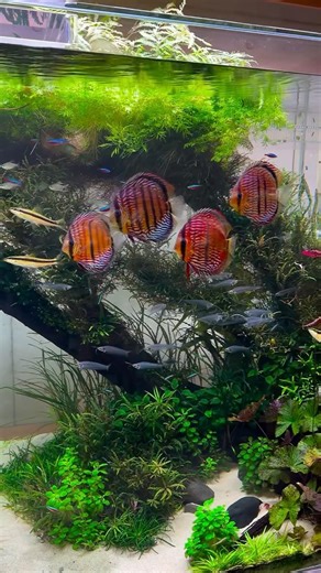 Amazing wild discus after maintenance 🌱