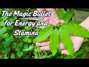 Finally Get Your Energy Back With This Common Southern Vine