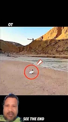 Unbelievable! Birds Team Up To Attack A Rabbit 🦅😱
