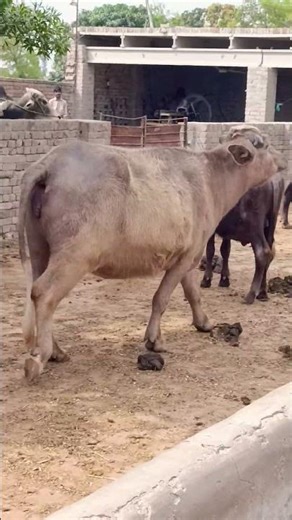 buffalo farming, buffalo talaab, buffalo cartoon, bhains wala cartoon,#cows #animals #buffalo