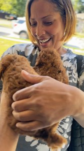 19K views · 403 reactions | Toy Poodle Handover| Seeing her cry almost made me break down too  #poodle #toypoodle #puppy #newdogmom #newdog #cutepuppy #gotchaday #xdesignerbreeds #xpurebreds #caninecurator #reels #dallas #texas #dogbreeder #viral #explorepage | X-Designer Breeds | Facebook