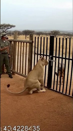 Savanna Gate Lioness — GSD Mix Holds, Ranger Clears Area | AI Lodge Cam