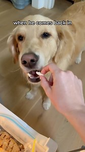 Oatmeal is the most predictable dog known to man #sneakydog #goldenretriever #dogtreat | Adria and Oatmeal