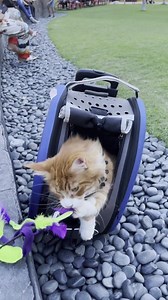 381K views · 10K reactions | To start the month of August, here's a compilation of all the cute cat videos we shared in July! I hope you enjoy them! Have a great week! | Cute Cat videos | Facebook