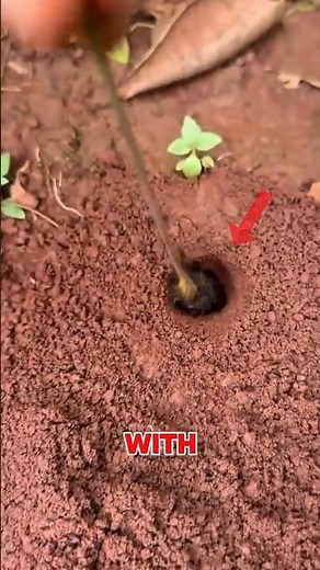 The Chinese Ant Hack #shorts #viral #facts