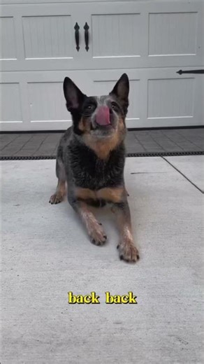 10 dog tricks with my dog #shorts
