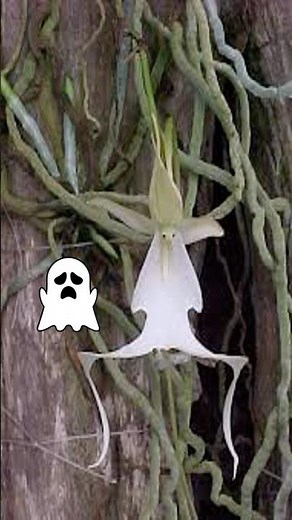 The mysterious ghost orchid 👻