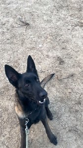 Bobi 😍🖤🖤 Follow Dog Training TALI #dogtraining #obedience #workingdogs #dogtrainer #packtraining #offleashtraining #dogcontrol #trustandrespect #malinois #belgianmalinois #americanakita #akita #germanshepherd #gsdlover #labrador #labsofinstagram #pitbull #pitbulllife #dogsoftiktok #trainingday #discipline #bond #focus #caninepower #packlife #doglovers #dogtraininglife #dogsofinstagram #malinoislife #realconnection | Dog Training TALI