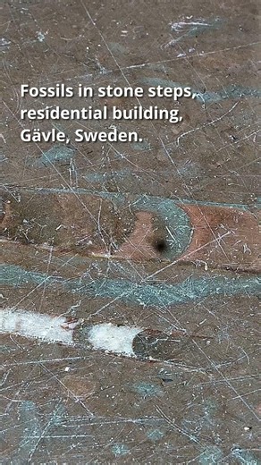 Ordovician Fossils in Gävle Steps