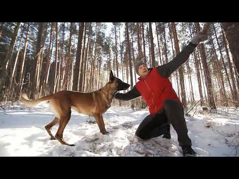 Tiny But Mighty: Top Protection Dogs Under 100lbs