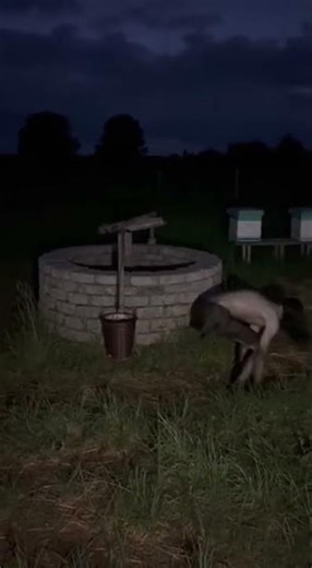 CCTV Footage: Brave Dog vs Strange Creature – Shocking Realistic Scene