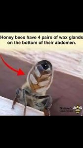 1.4K views · 21 reactions | Bee Haven on Reels | Facebook