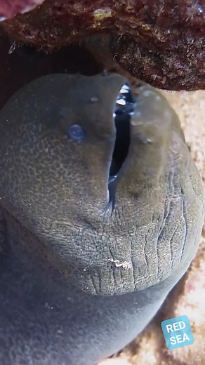 31 reactions | Meet the giant Moray Eel with teeth cleaning service  #MarineLife #Symbiosis #MorayEel #CleanerFish #OceanGiants #WildlifeConservation #underwaterworld #UnderwaterPhotography #underwatervideo #scuba #uwphotography #scubadiving #UnderwaterPhotography #OceanConservation Enjoy sharing the wonders of the ocean!  | Red Sea Diving | Facebook