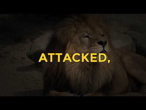 5 Secrets Lion Cubs Use to Survive in the Wild