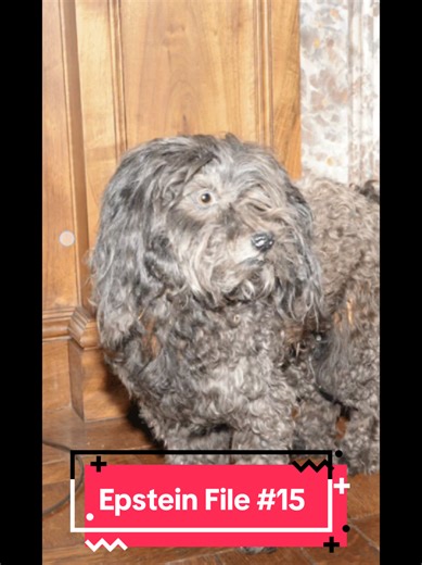 #foryoupage❤️❤️ #epstein #epsteinfiles Scary Puppy #puppy #puppylove | puppies