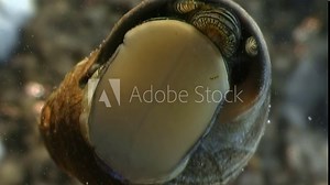 Detailed macro video captures Pomacea canaliculata as it partially emerges from globular shell underwater. Focus is on siphon, vital respiratory organ that allows snail to breathe while submerged in