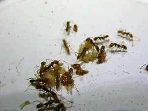 File:Acquisition-of-chemical-recognition-cues-facilitates-integration-into-ant-societies-1472-6785-11-30-S8.ogv - Wikimedia Commons