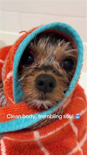 Bruce's Bath Time Antics: A Yorkie's Reaction