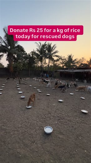 Aditi Parameshwaran on Instagram: "Gpay/Paytm - 8652114494@okbizaxis Name - Empathy Unlimited Animal Welfare Foundation Ac no - 923020042296146 Bank Name - Axis Bank Branch -Manpada road Dombivali Ifsc code - UTIB0003580 https://www.paypal.me/aditirescuer Grateful always 🩷🌸 (animalshelter, animalcharity, animalrescue, dog charity, rescuedog, doglovers, dogs, rescued, empathy unlimited, animal ngo, save dogs, injured dog, save indies, save lived, save indian dogs, donate for dogs)"