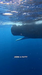 16K views · 383 reactions | These complex & fascinating deep divers never cease to amaze me! I always wonder about how they navigate the deep dark waters of the ocean. There is still so much we don’t know about them! There is only 1 more spot to come with me to swim with these incredible beings!! DM me for more info!  Kaimana Expeditions #spermwhales #whales #swimwithwhales #dominica #ocean | Kayleigh Nicole Grant | Facebook