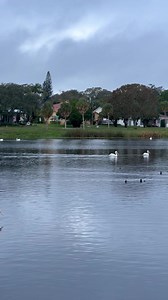 Spotted at 📍Crescent Lake: the American white pelican, Florida’s OG snowbird. People and birds alike love to spend their winter in St. Pete 🙂 | City of St. Petersburg, Florida