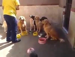10K views · 154 reactions | Dogs VS People. | Smart - K | Facebook