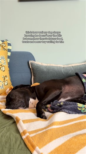 hittin’ REM in the middle of the day is a power move. @Goose The Pibble