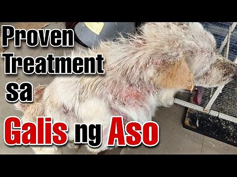 Mabisang gamot sa Galis ng Aso/ DEMODECTIC MANGE/ Best Finds TV