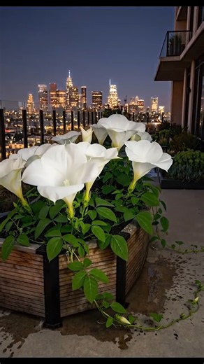 🌙🍌 This Moonflower Transformation Started With Rotten Bananas! #gardening #flowers #organic