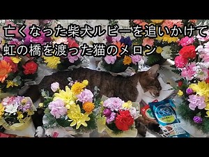 亡くなった柴犬を追いかけて 虹の橋を渡った猫［ペット火葬車］による〈自宅でのお見送り〉