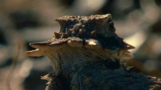 How to survive the desert when heat, thirst, and time turn deadly