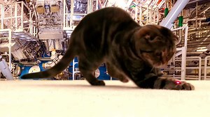 We’ve acquired an earlier attempt by the Department of Energy to produce fusion using lasers… Cats love it! 😺 #Colbert | The Late Show with Stephen Colbert