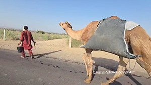 342K views · 10K reactions | दोस्तों आपके वहां पानी महंगा या घी घी से मंहगा पानी पानी के बदले घी रेगिस्तान में पानी किमत #rajasthan #desert #village #Cultura #people #life #water #greenmannarpat #गर्मी #पानी #सघर्ष | Narpat Singh Rajpurohit | Facebook