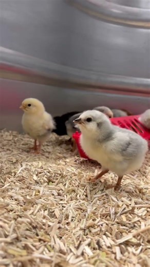 Baby Chicks In The Brooder #adorablechicks