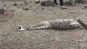 ஆட்டை முழுசா விழுங்கி அவதிப்பட்ட மலைப்பாம்பு..அப்புறம் என்னாச்சி: வைரல் வீடியோ