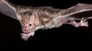 133K views · 489 reactions | A new study has found Vampire bats fuel their activity by only consuming the blood of mammals. | Sky News Australia | Facebook