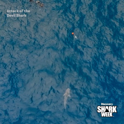 284K views · 3.1K reactions | This wild tiger shark did NOT hesitate  Could this be the devil shark from the legends? Don't miss Attack of the Devil Shark on Saturday at 8p during #SharkWeek on Discovery | Shark Week | Facebook