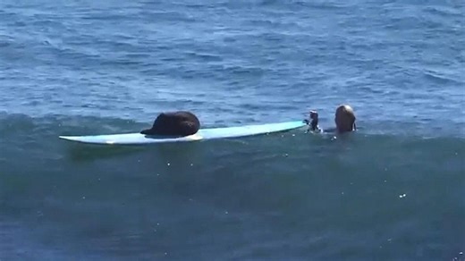 ‘The otter should be catching waves’: Surfboard-stealing otter prompts warning at Calif. beach