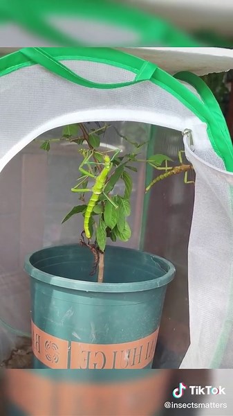 Tiny Black Insect with Wings | Fascinating Nature Video