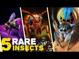 Top 5 most rare insects 🐝 in the world.That you never see