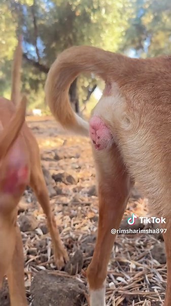 Unique Animal Meetings Captured on Camera