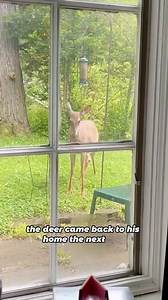 2.5K views · 22 reactions | The deer accompanied its savior in its own way#shorts #animals #deer #friendship #dog | Pawsitive Vibes | Facebook
