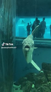 マンボウの魅力とハラスメントについて