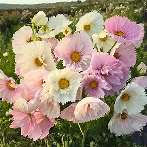 200 Cupcake Blush Cosmos Seeds for Garden Planting Cosmos Bipinnatus Soft Pink Cup-shaped Flower - Etsy