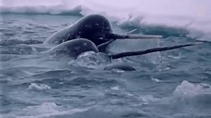 Happy #NationalUnicornDay! Or as we like to call it... Unofficial Narwhal Day because we all know the narwhal is the #unicorn of the sea. Fun facts about the #narwhals 🐋 They can live up to 50 years old 🐋 They can dive up to 1,500 metres 🐋 Sadly there are only around 170,000 left Find out how you can help the #UnicornOfTheSea here: https://ow.ly/mCIf50R7faH | Whale and Dolphin Conservation