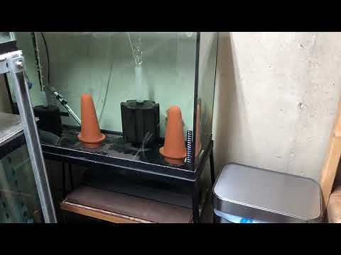 Discus Breeding Stages. Eggs to Free Swimming Fry