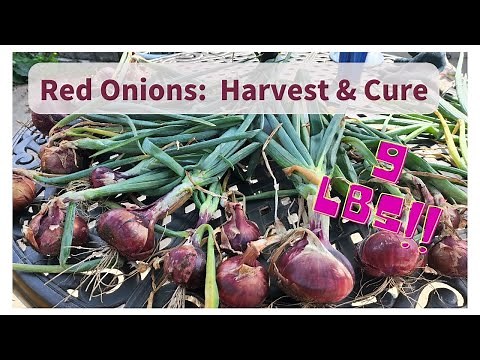 Harvest Time: Pulling, Storing and Curing Red Onions