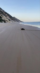 169K views · 3K reactions | EDIT: Location was marked & Turtle care was notified. Amazing to see this wonderful creature making her way to lay her eggs. There is still access 2 hr either side of low tide. SEA YA ON THE BEACH !! | The Ice Man | Facebook