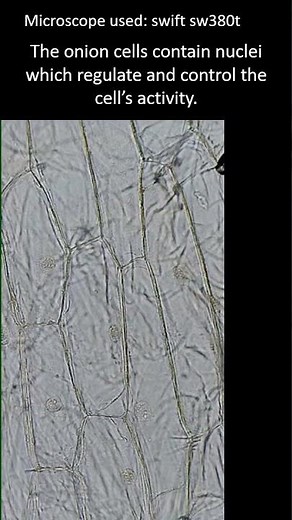 Onion cell walls, nuclei and more. Plant cells under the microscope. #microscopy