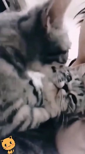 Adorable Cat Kissing Compilation | Cute Cat Love Videos